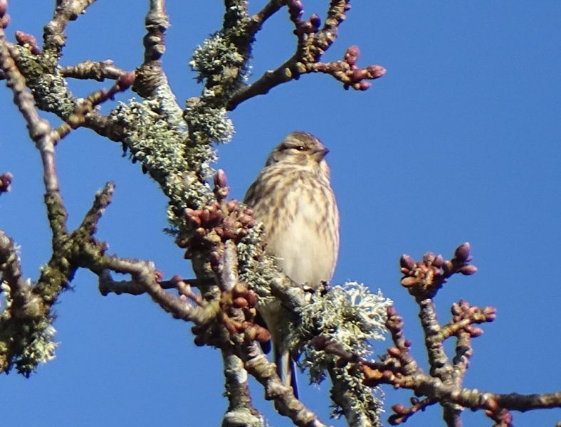 Linnet